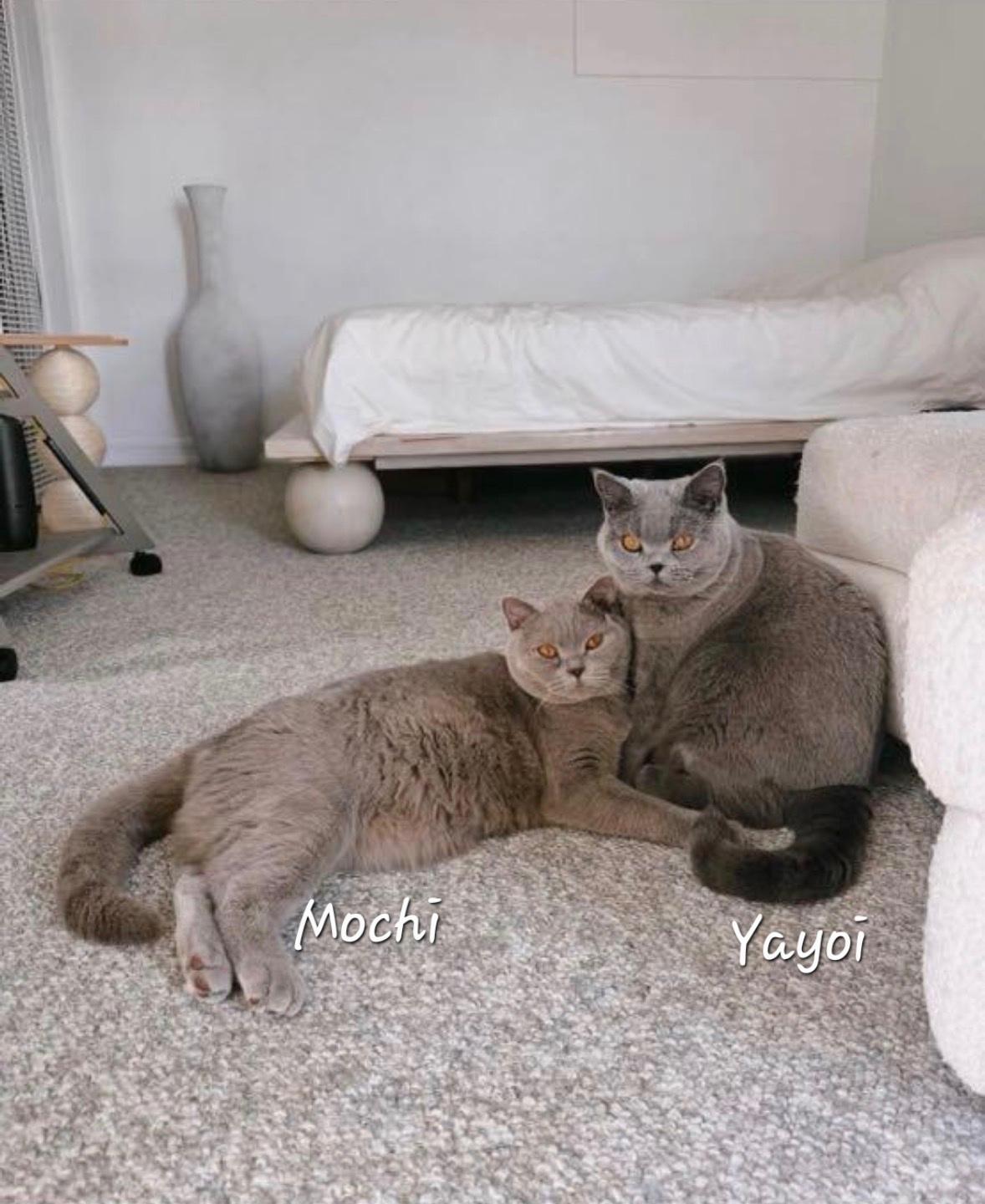 Yayoi, ADOPTABLE, Young Male British Shorthair.