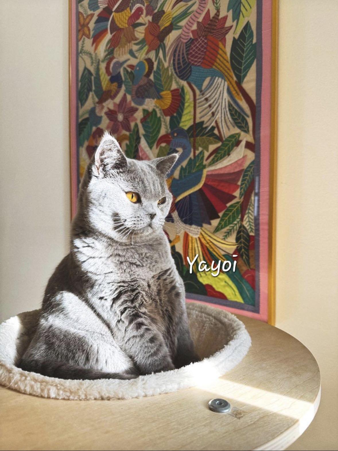 Enlarge Yayoi, a ADOPTABLE British Shorthair in Redondo Beach, CA image 2/5