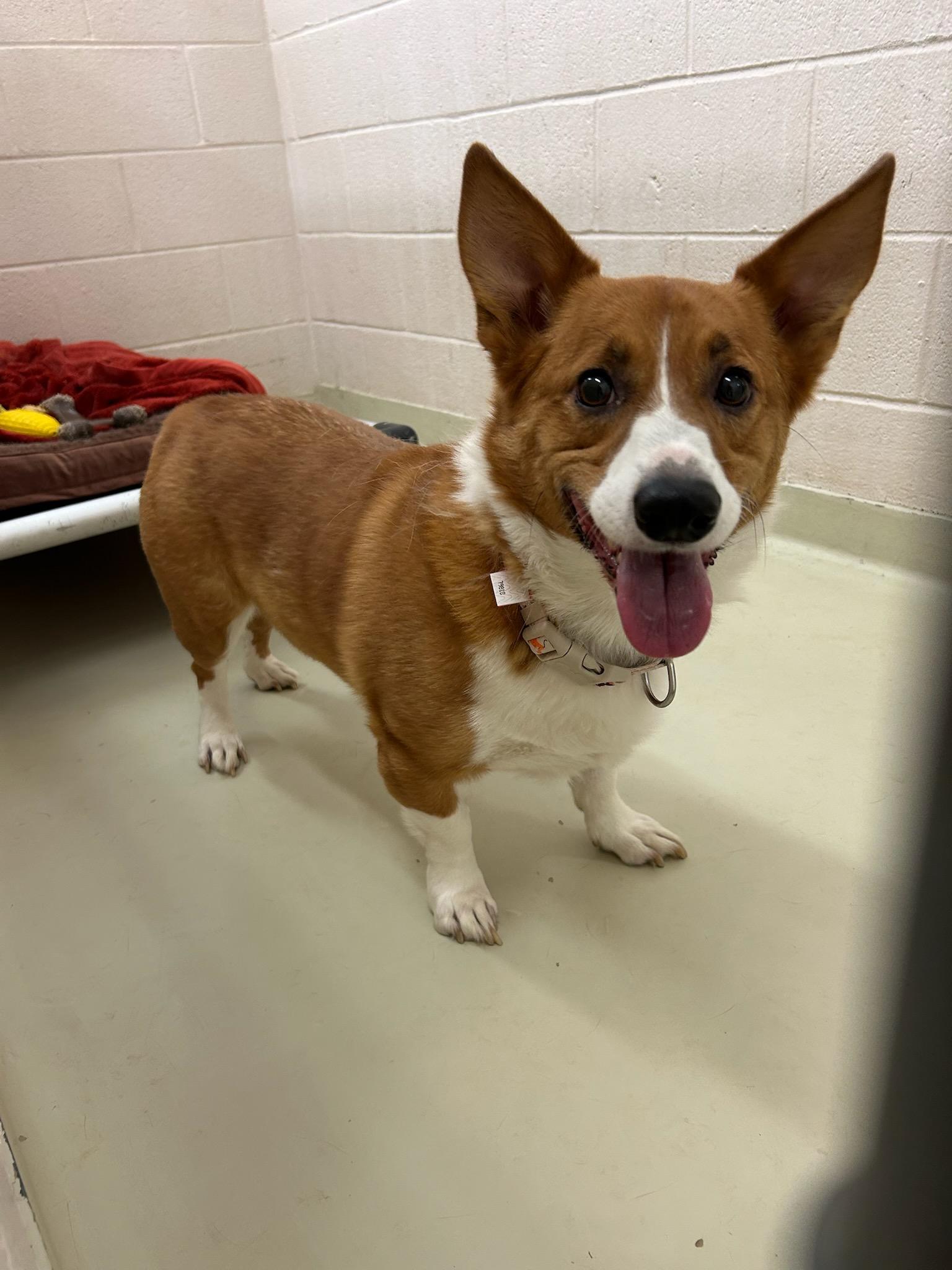 Biggles, Adoptable, Adult Male Pembroke Welsh Corgi.