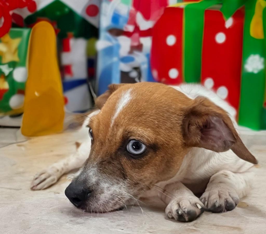 Enlarge Lorenzo-Adorable Puppy!, a Adoptable Chihuahua in Fort Myers, FL image 1/4