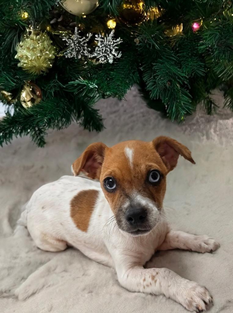 Enlarge Lorenzo-Adorable Puppy!, a Adoptable Chihuahua in Fort Myers, FL image 2/4