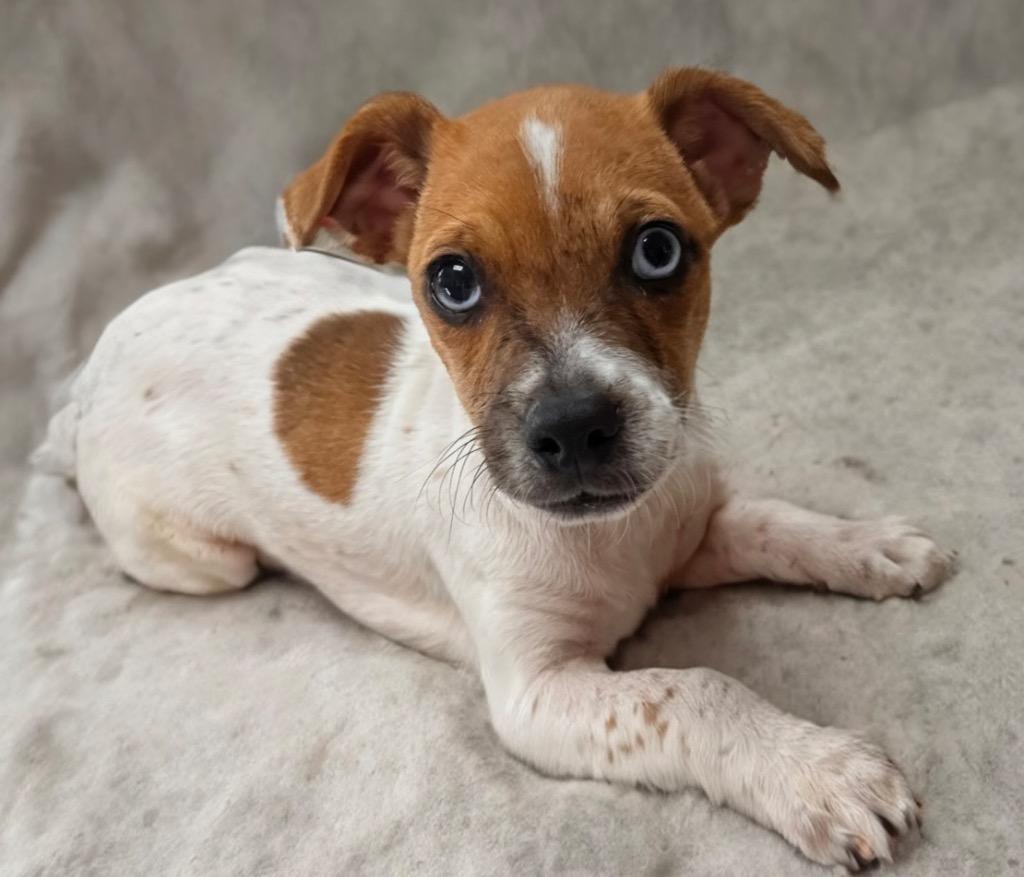 Enlarge Lorenzo-Adorable Puppy!, a Adoptable Chihuahua in Fort Myers, FL image 3/4