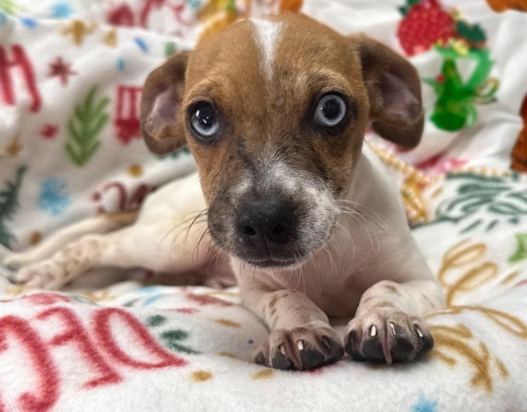 Enlarge Lorenzo-Adorable Puppy!, a Adoptable Chihuahua in Fort Myers, FL image 4/4