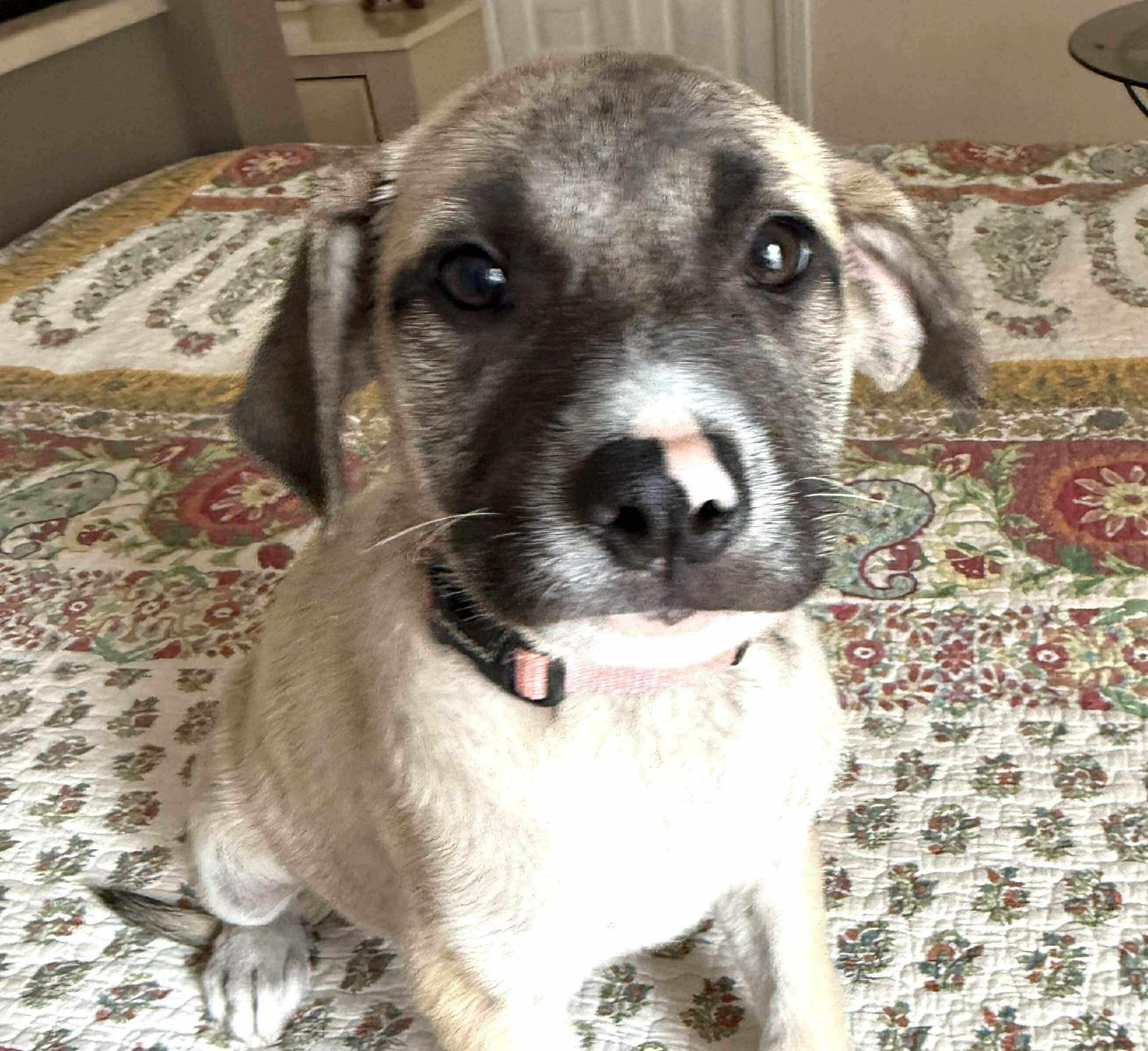 Madison, ADOPTABLE, Puppy Female Anatolian Shepherd.