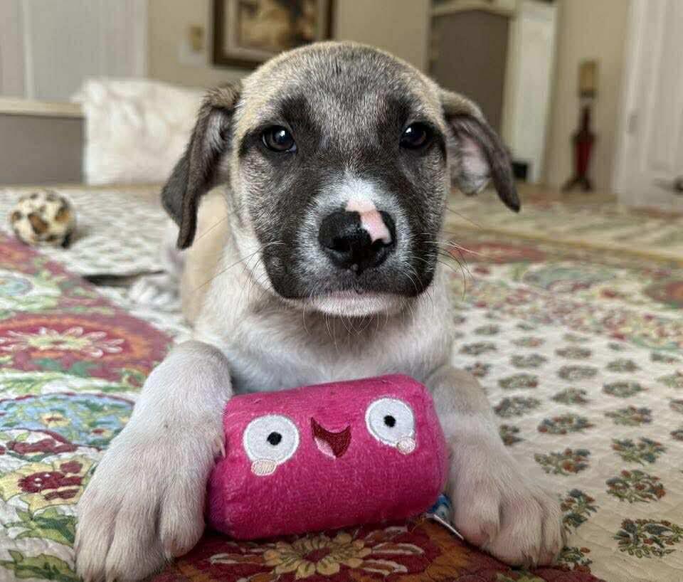 Enlarge Madison, a other mixed breed in Covington, TX image 2/3