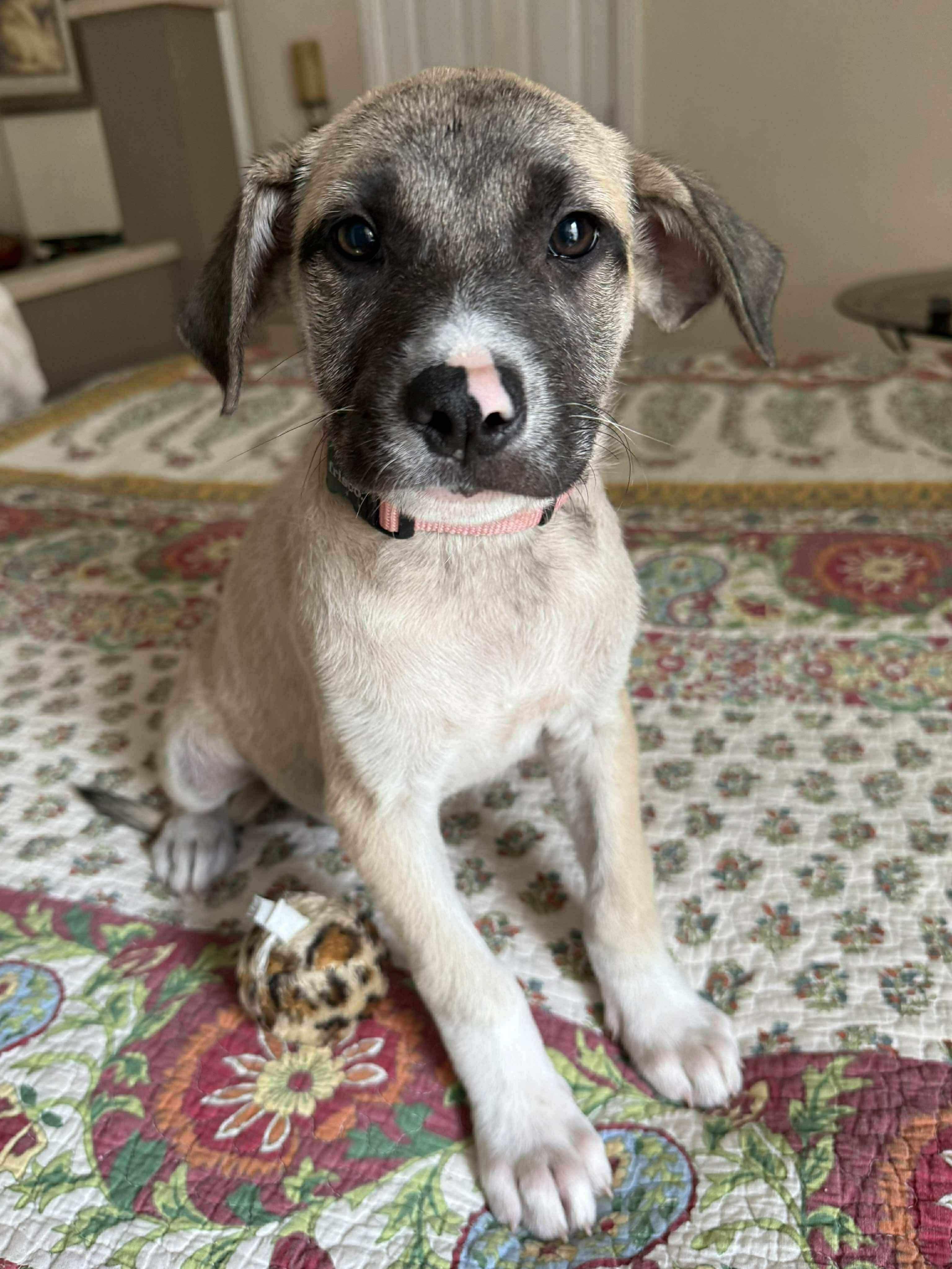 Enlarge Madison, a other mixed breed in Covington, TX image 3/3