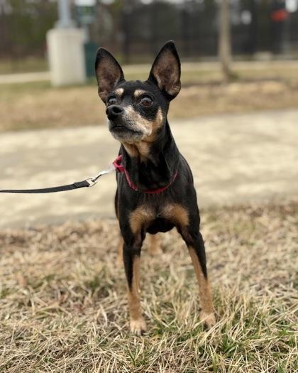 Chico, Adoptable, Adult Male Mixed Breed.