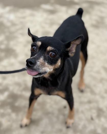 Chico, Adoptable, Adult Male Mixed Breed.