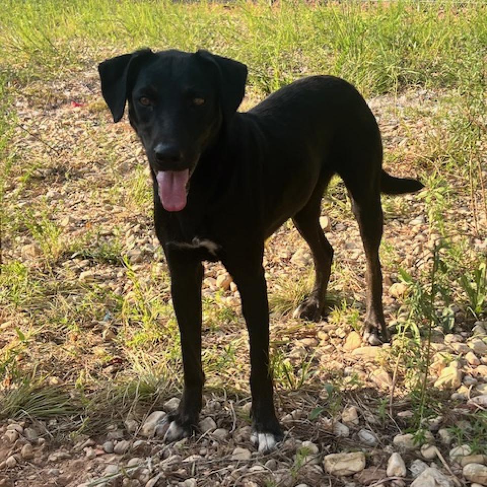 Ivy, Adoptable, Adult Female Labrador Retriever.