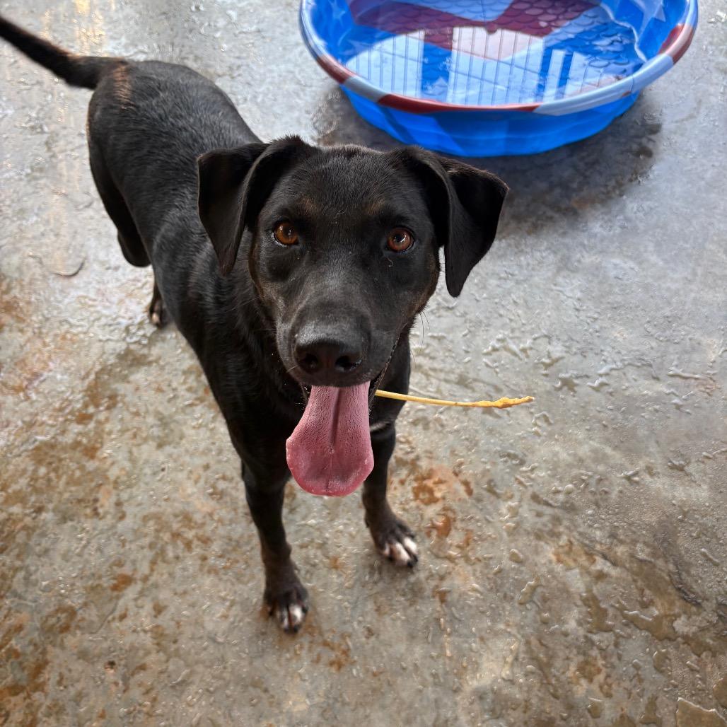 Enlarge Ivy, a Adoptable mixed breed in Guin, AL image 2/6