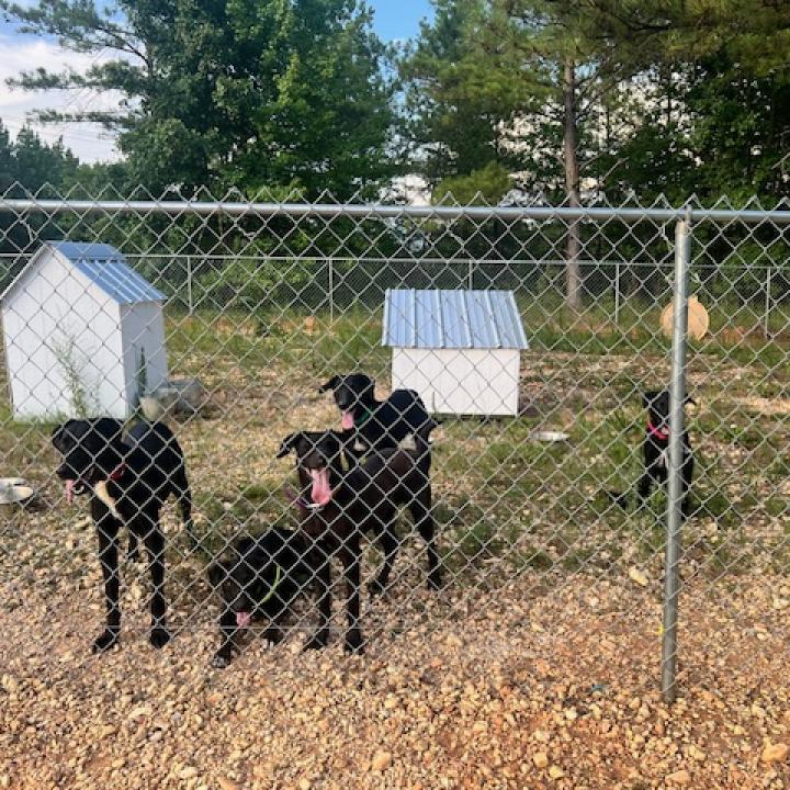 Enlarge Ivy, a Adoptable mixed breed in Guin, AL image 4/6