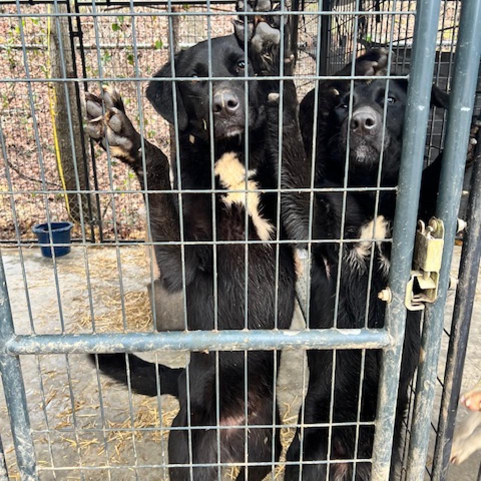 Enlarge Ivy, a Adoptable mixed breed in Guin, AL image 5/6