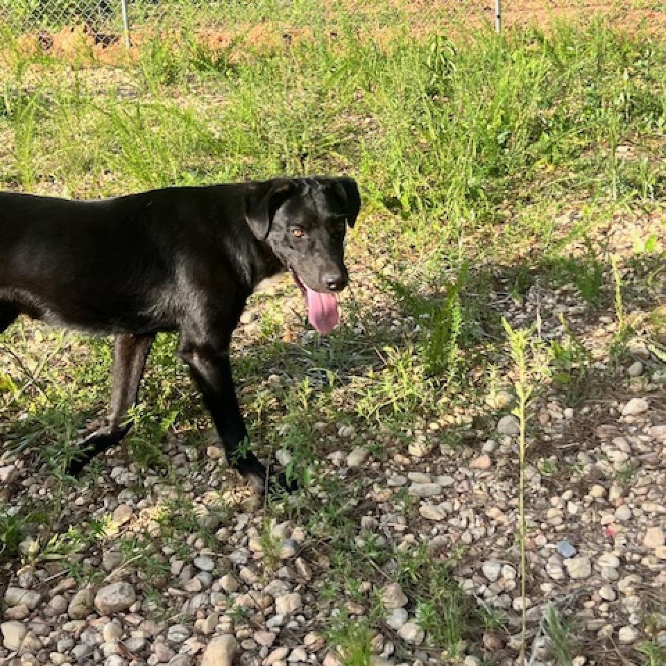 Enlarge Ivy, a Adoptable mixed breed in Guin, AL image 6/6