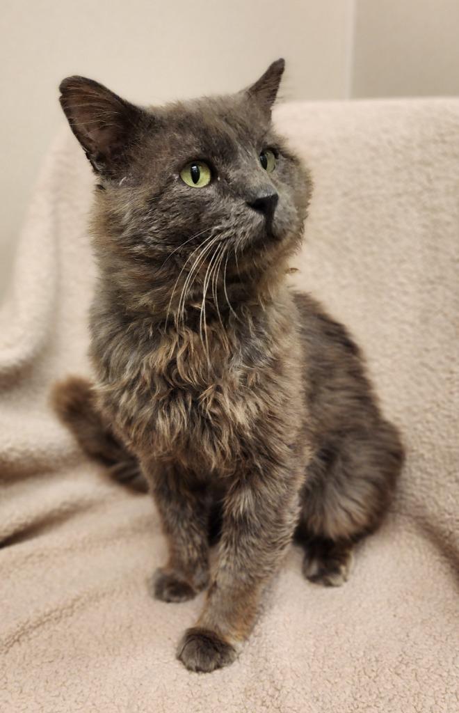 Enlarge Grayson, a Adoptable mixed breed in Superior, WI image 1/1