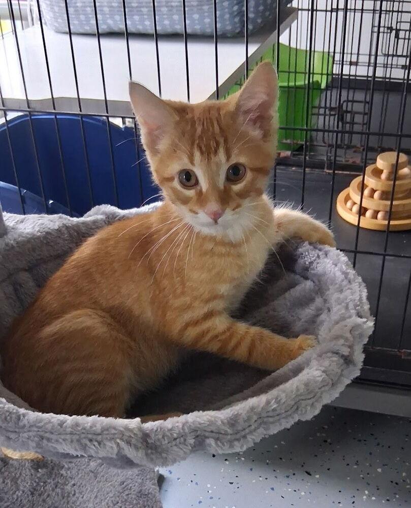 Hoover, Adoptable, Kitten Male Domestic Short Hair.