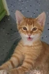 Enlarge Hoover, a Adoptable Domestic Short Hair in Sparta, WI image 2/3