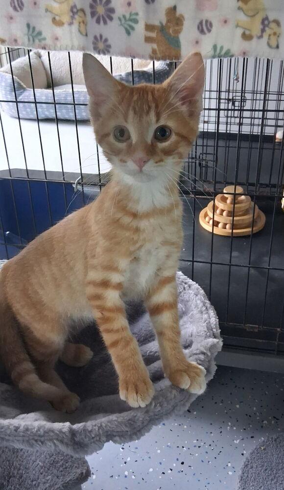 Enlarge Hoover, a Adoptable Domestic Short Hair in Sparta, WI image 3/3