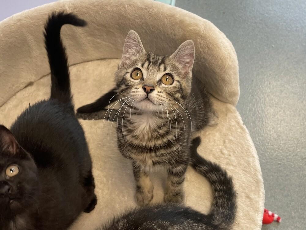 Bruce, Adopted, Kitten Male Domestic Short Hair.