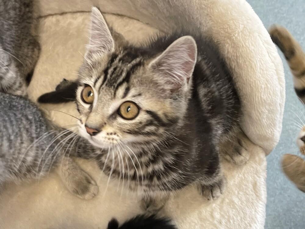 Bruce, a Adopted Domestic Short Hair in Trenton, ME image 2/4