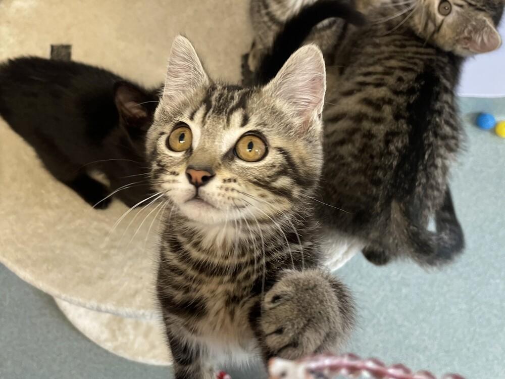 Bruce, a Adopted Domestic Short Hair in Trenton, ME image 4/4