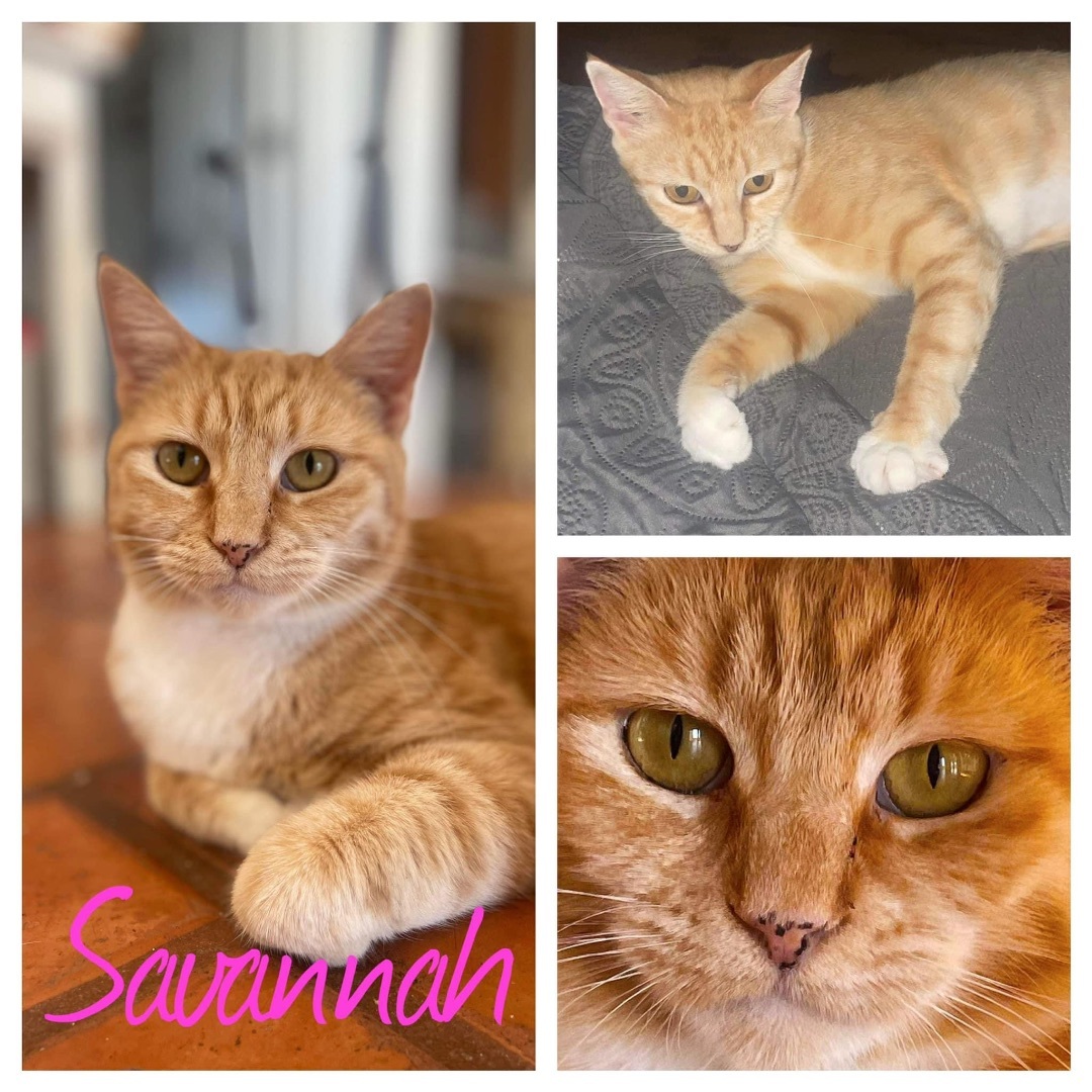 Savannah, a Adoptable Domestic Short Hair in Hollister, CA image 1/2