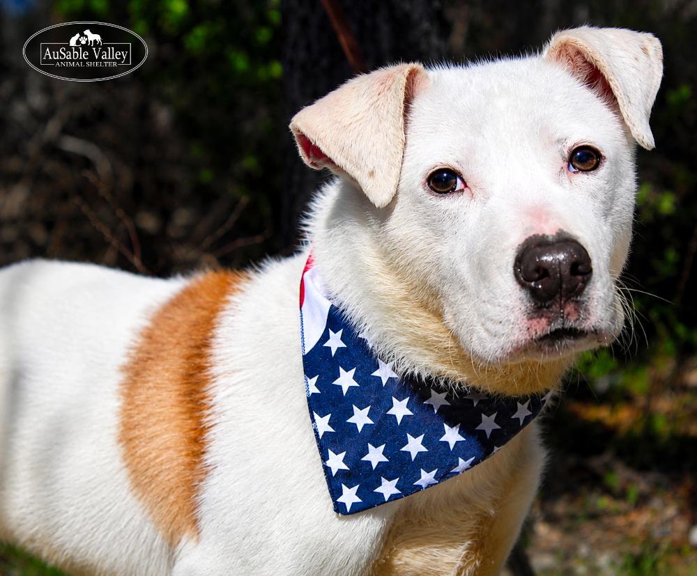 Enlarge Clyde, a ADOPTABLE mixed breed in Grayling, MI image 5/6