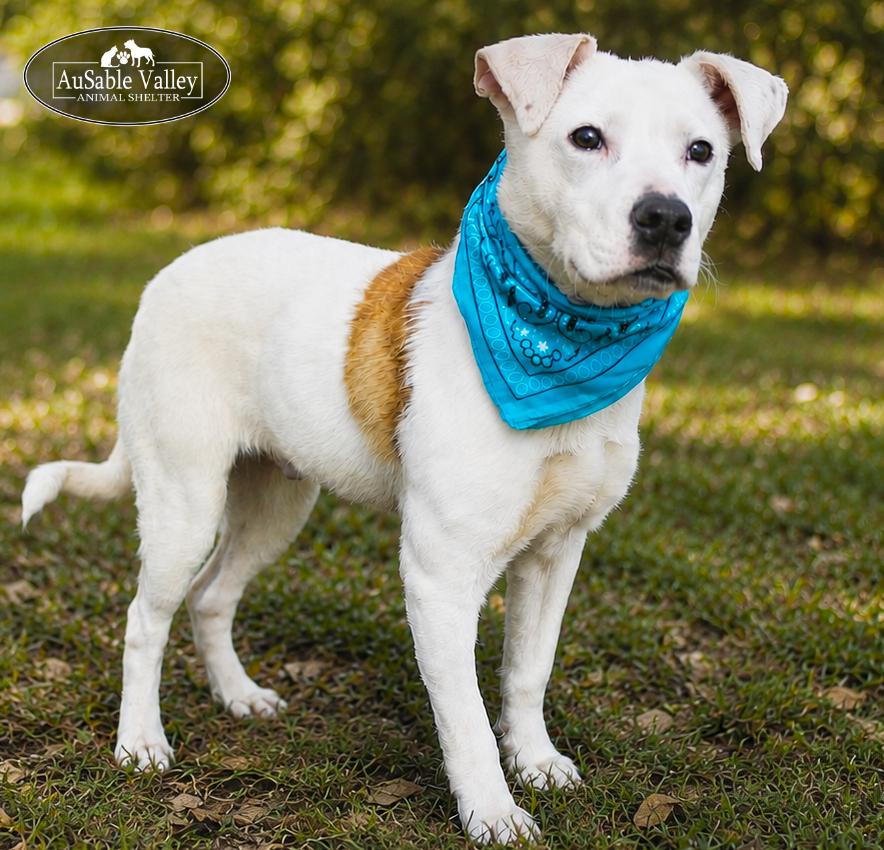Clyde, ADOPTABLE, Adult Male Mixed Breed.
