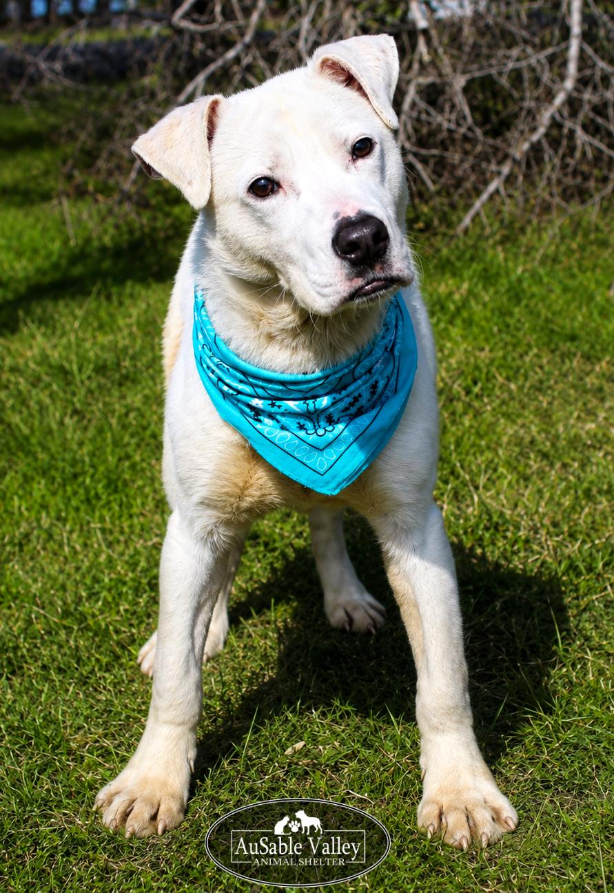 Enlarge Clyde, a ADOPTABLE mixed breed in Grayling, MI image 6/6