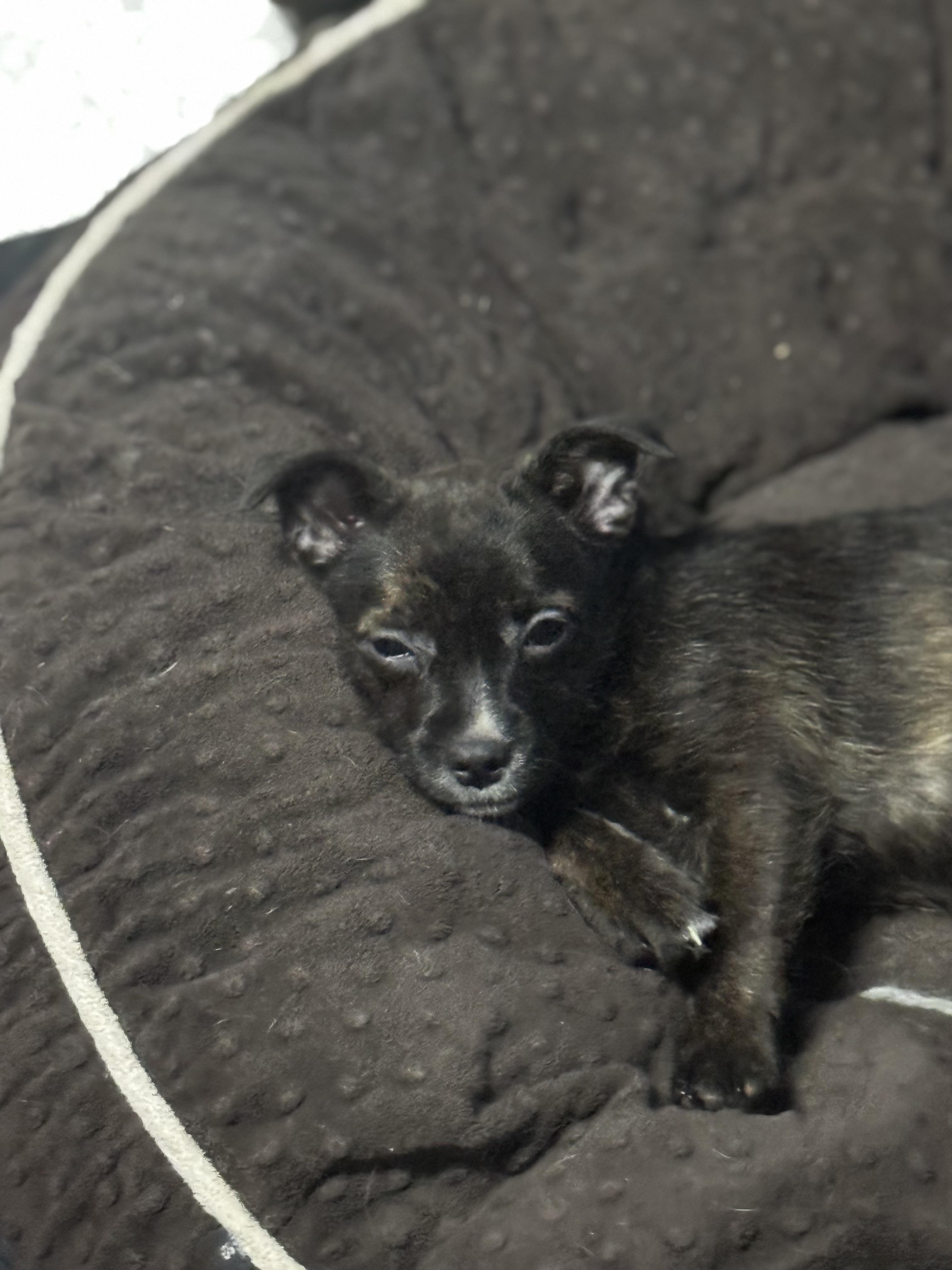 Enlarge Izzy , an adoption pending mixed breed in St Peters , MO image 1/3