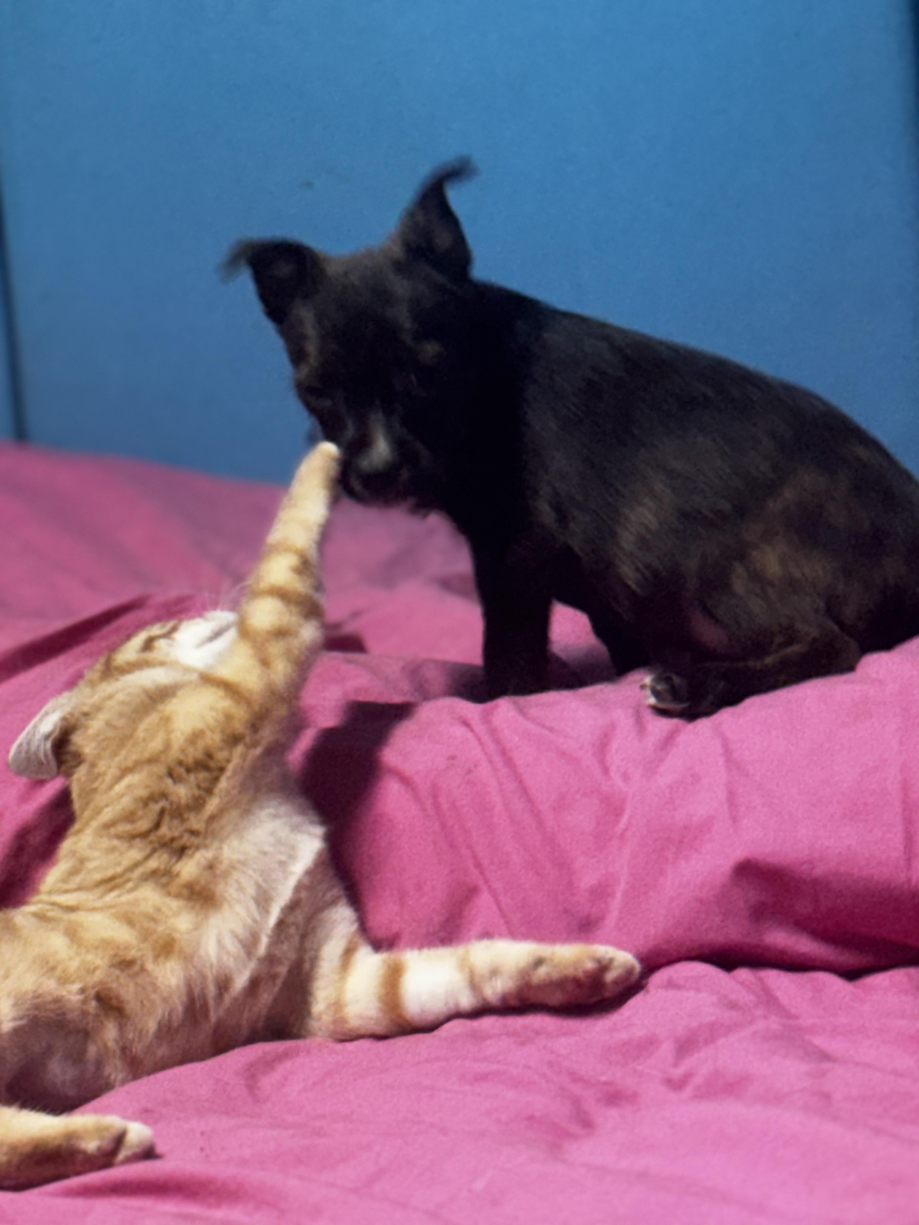 Enlarge Izzy , an adoption pending mixed breed in St Peters , MO image 3/3