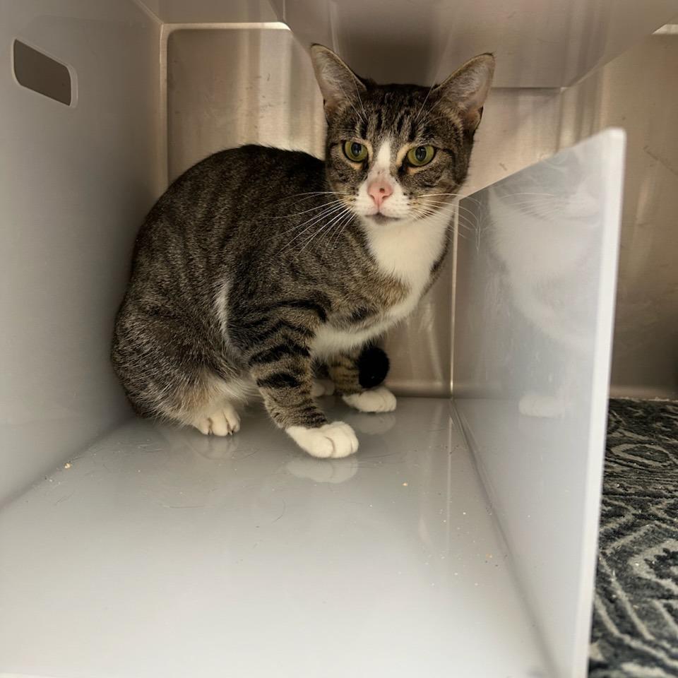 Mary, Adoptable, Adult Female Domestic Short Hair.