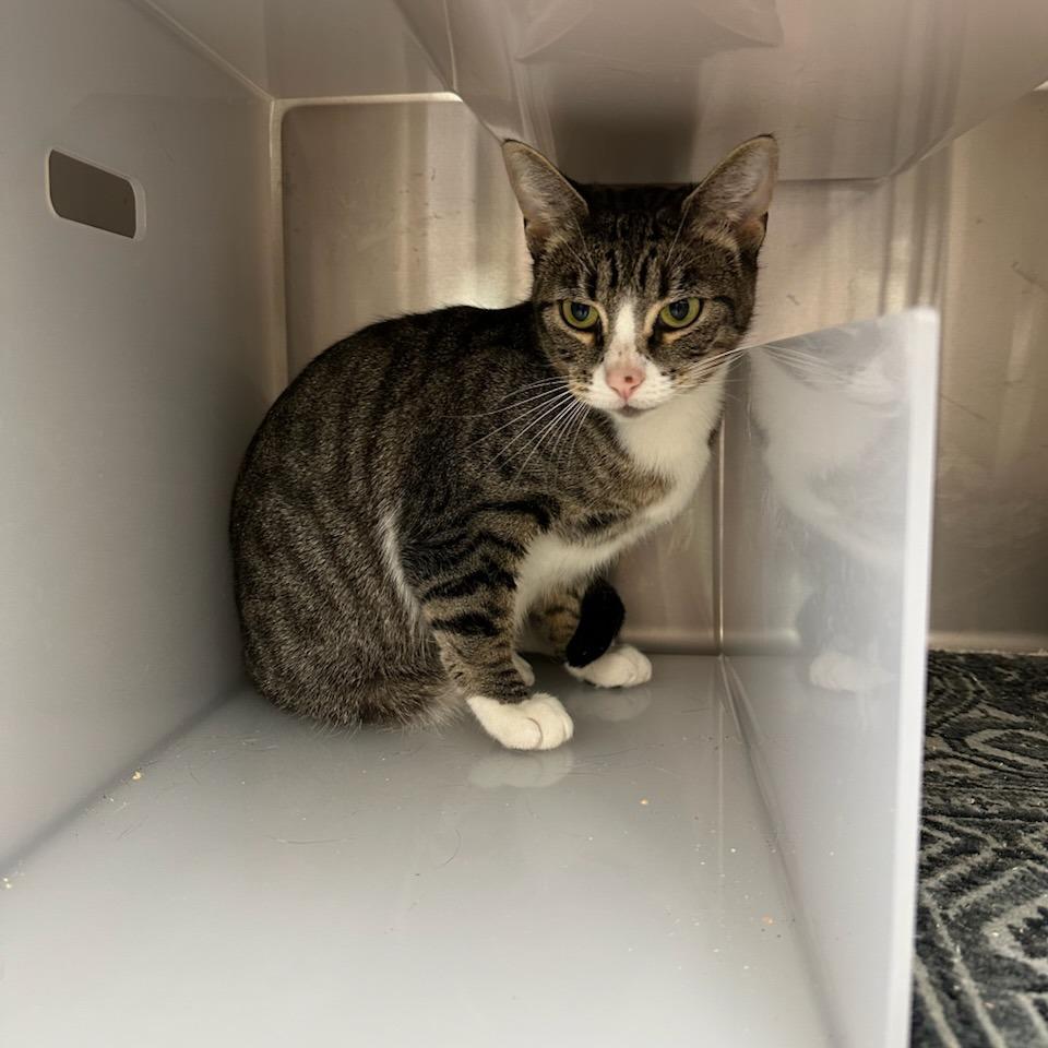 Mary, a Adoptable Domestic Short Hair in Santa Barbara, CA image 2/2