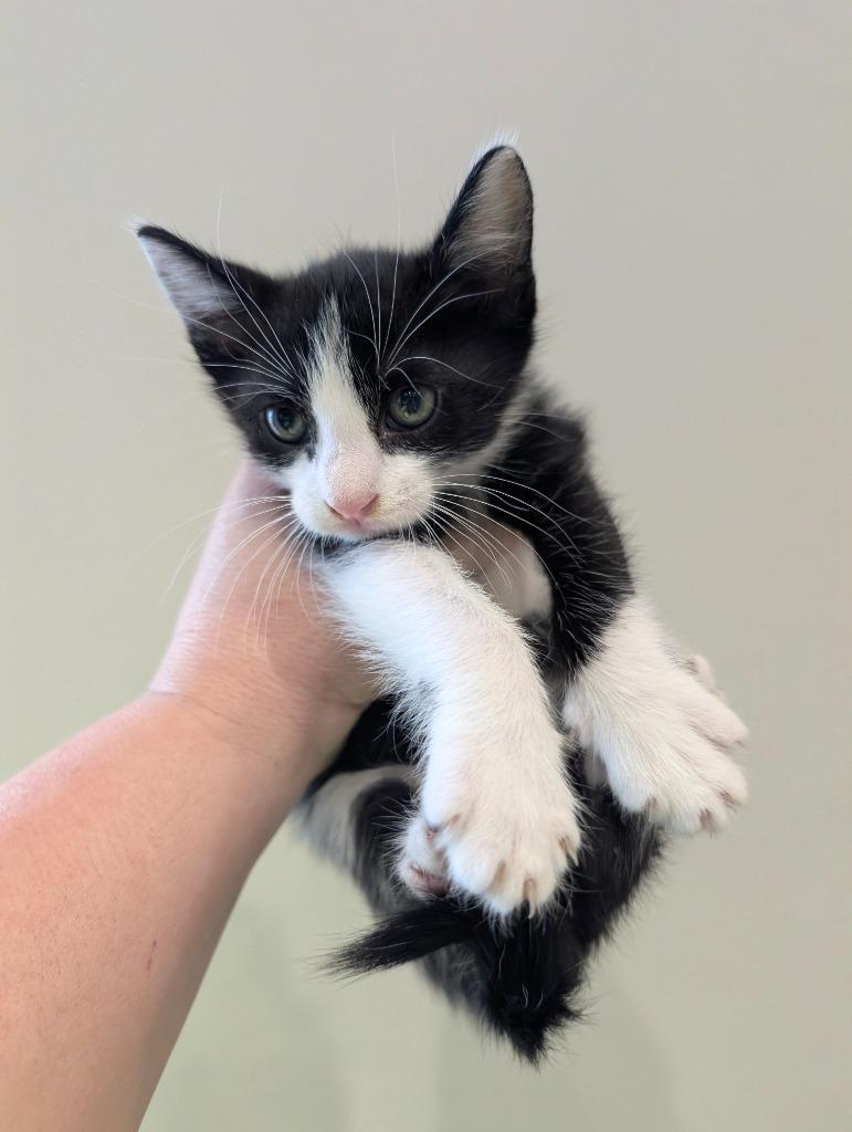 Enlarge Snoopy, a Adopted mixed breed in Rowlett, TX image 3/3