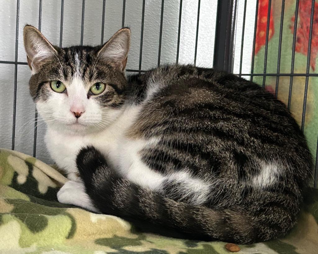 Enlarge Martini, a Adoptable mixed breed in Washington Court House, OH image 1/2