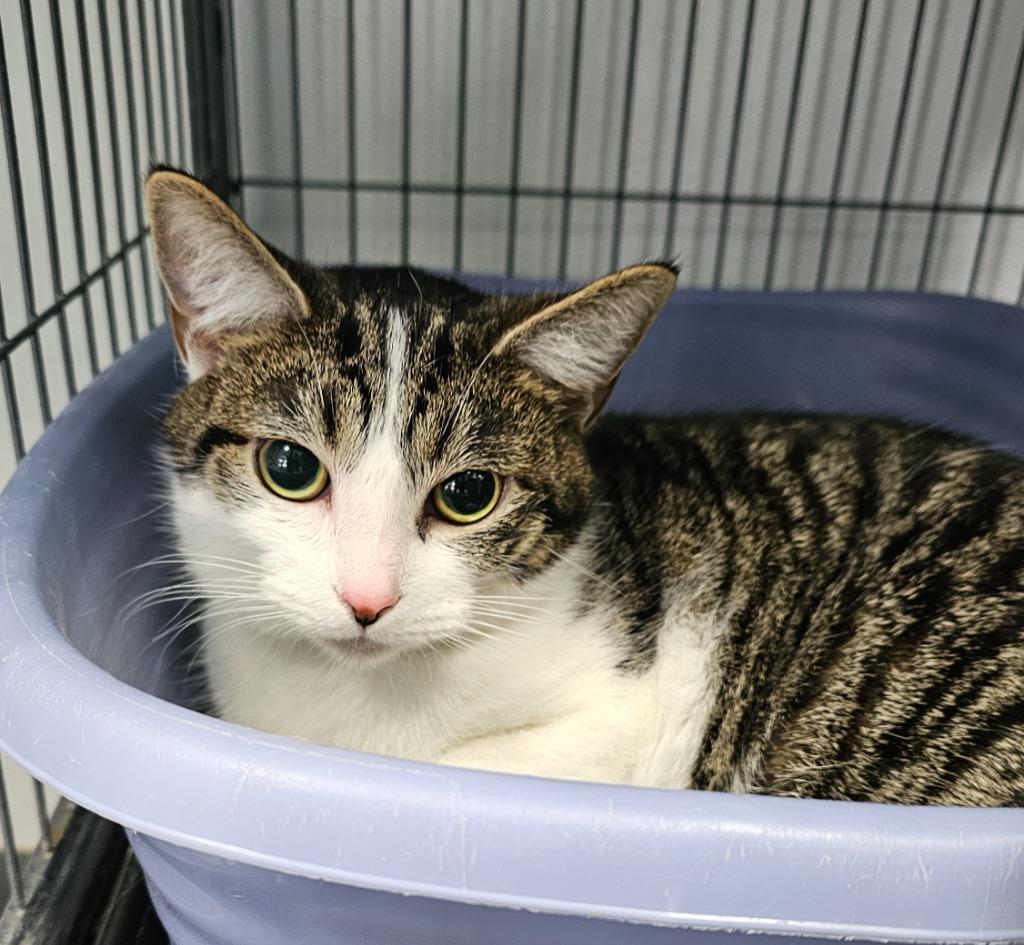 Enlarge Martini, a Adoptable mixed breed in Washington Court House, OH image 2/2