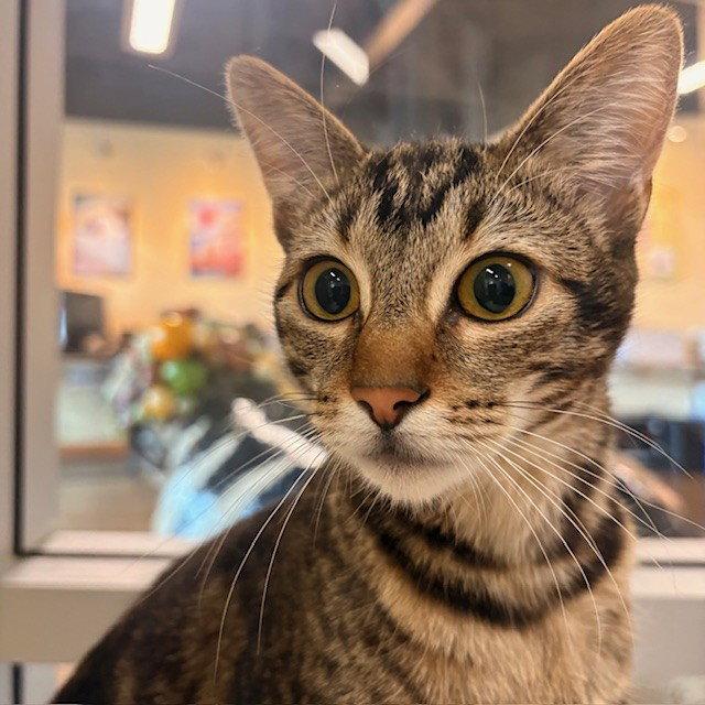 Enlarge Meep, a Adopted mixed breed in Burlingame, CA image 1/1