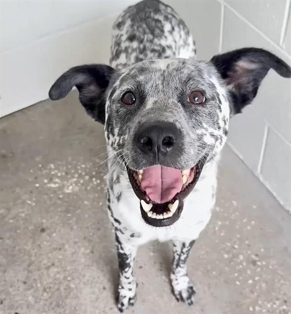 MARSHALL, Adoptable, Young Male Dalmatian & Mixed Breed.