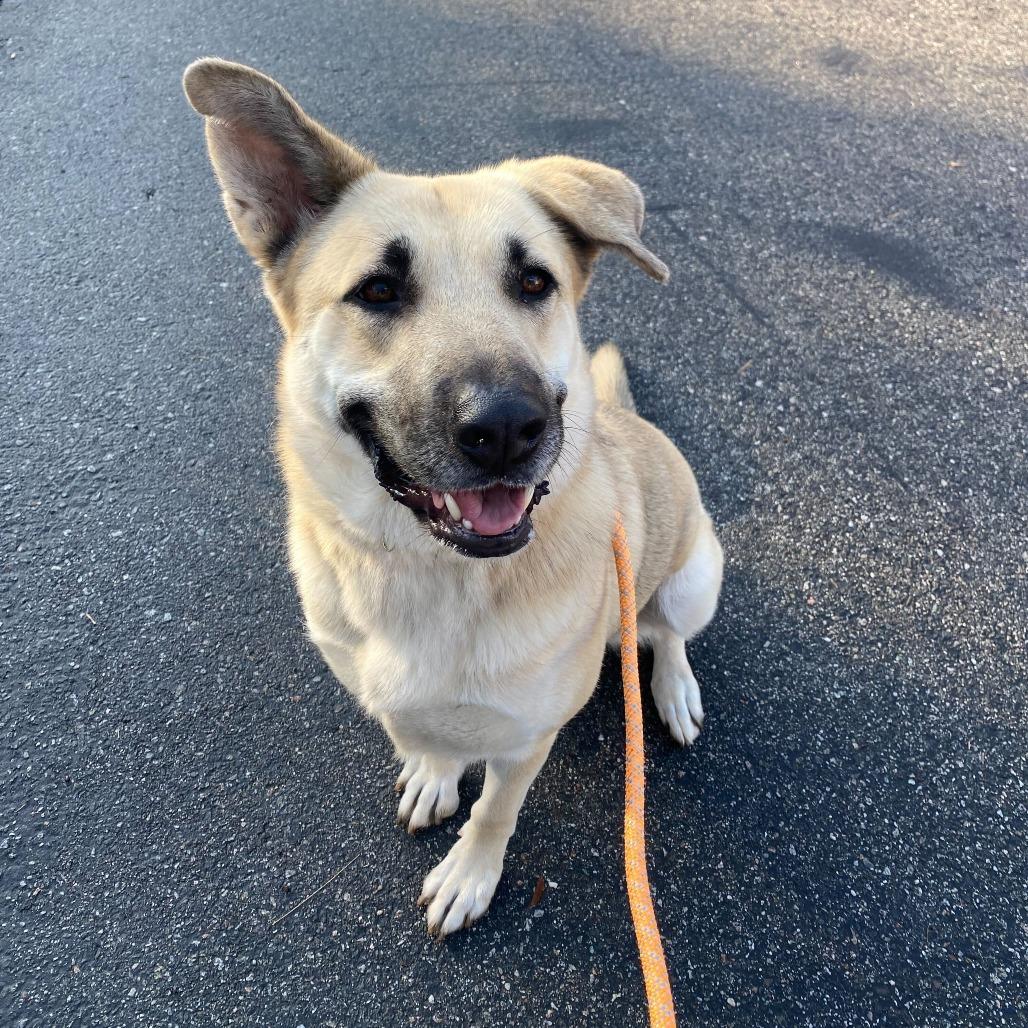 Enlarge Raya, a Adoptable mixed breed in Riverside, CA image 1/6