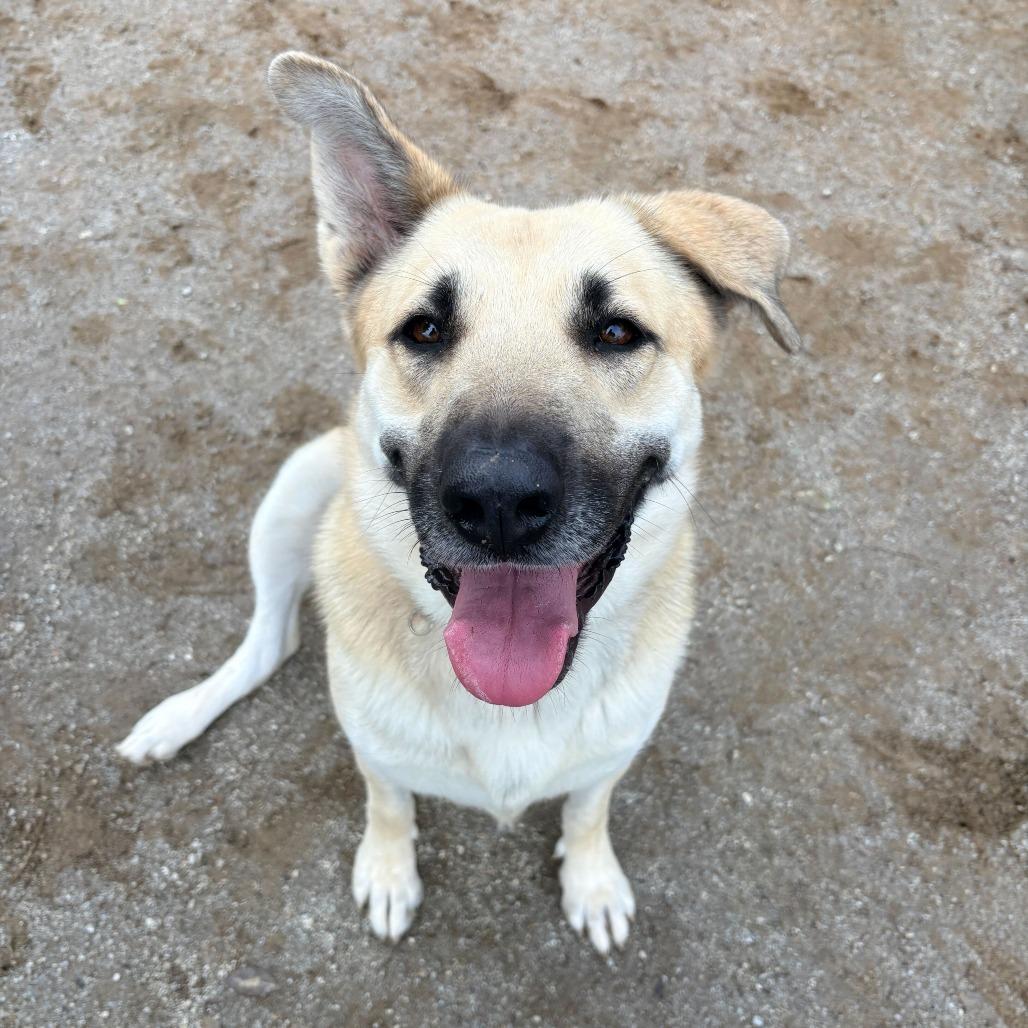 Raya, Adoptable, Adult Female German Shepherd Dog & Mixed Breed.