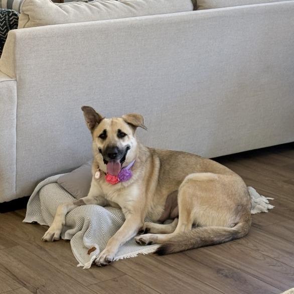 Enlarge Raya, a Adoptable mixed breed in Riverside, CA image 2/6