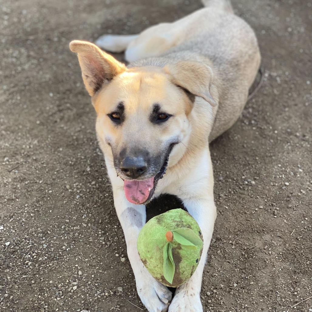 Enlarge Raya, a Adoptable mixed breed in Riverside, CA image 3/6