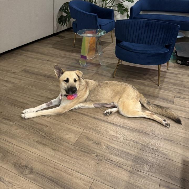 Enlarge Raya, a Adoptable mixed breed in Riverside, CA image 6/6