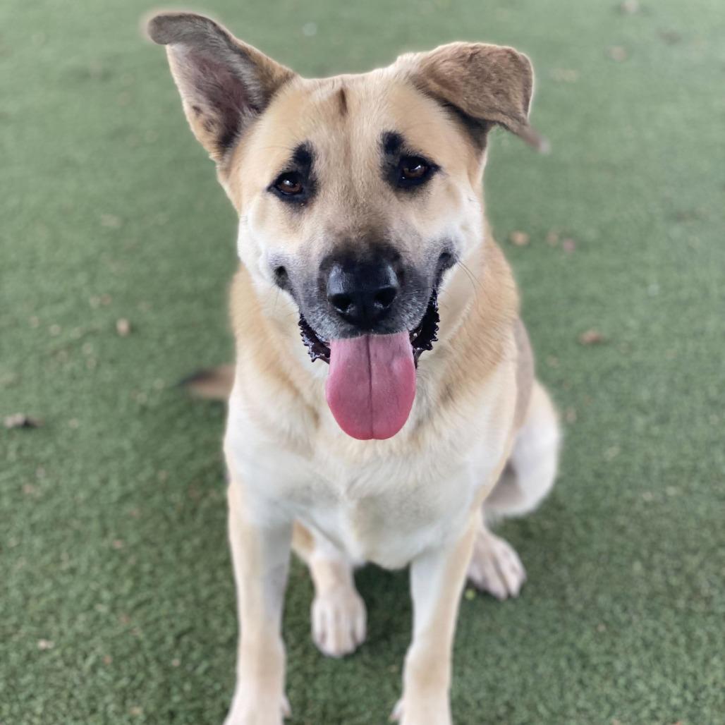 Enlarge Raya, a Adoptable mixed breed in Riverside, CA image 5/6