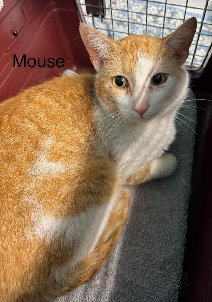 Mouse, Adopted, Young Male Domestic Short Hair.