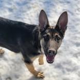 Enlarge Ranger, an adopted mixed breed in Portsmouth, OH image 1/1