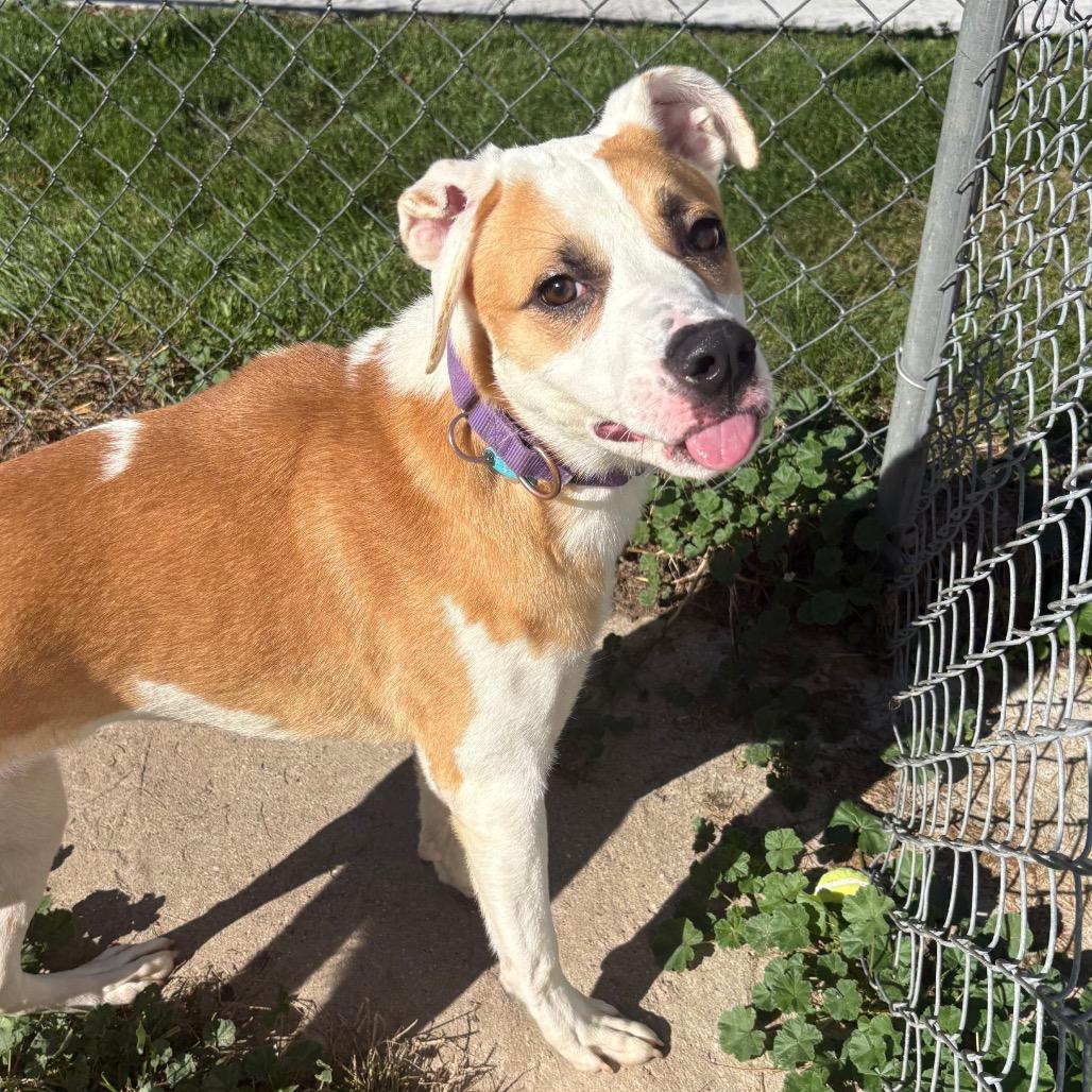 Enlarge Jack, a Adoptable mixed breed in Fenton, MI image 5/5