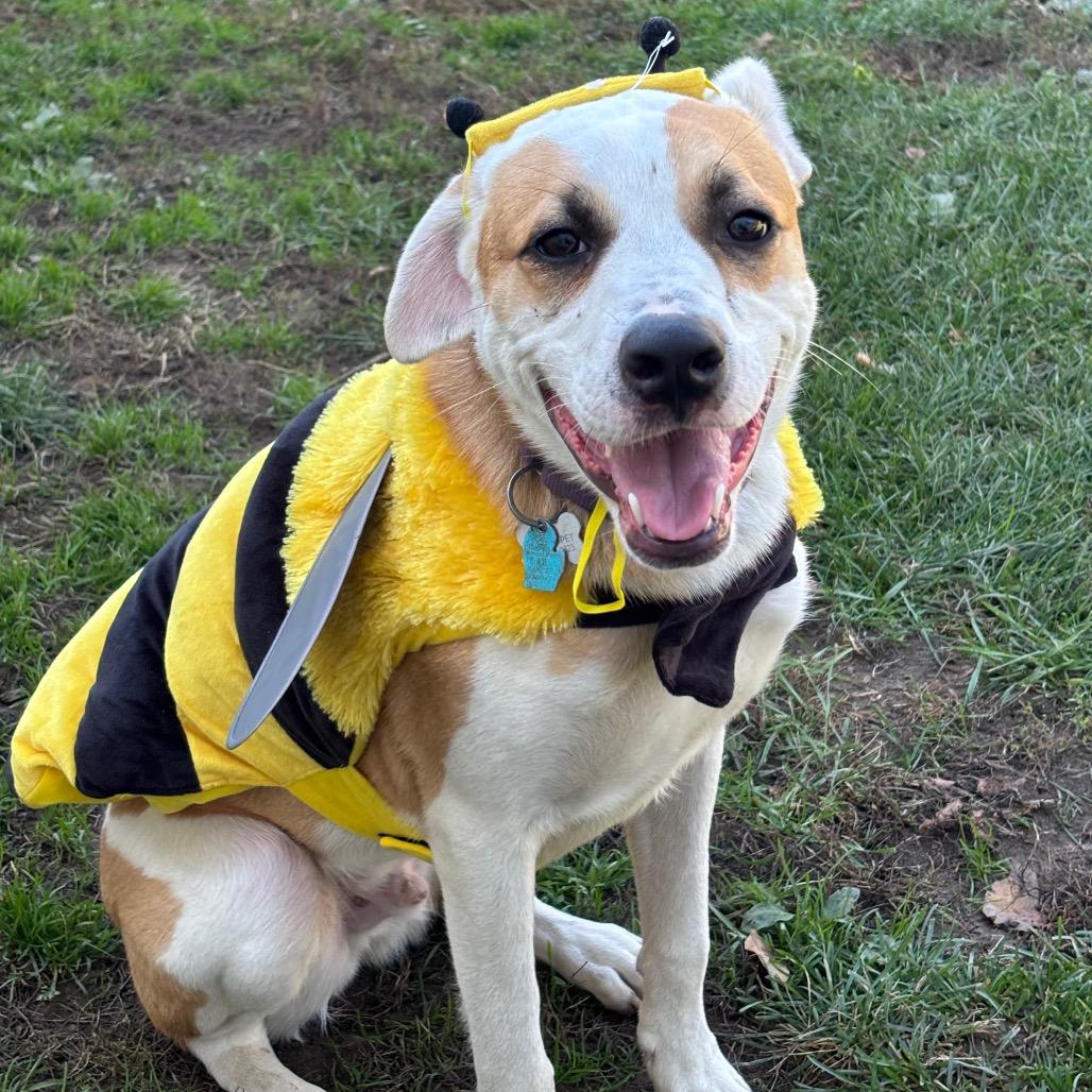 Jack, Adoptable, Puppy Male Mixed Breed.