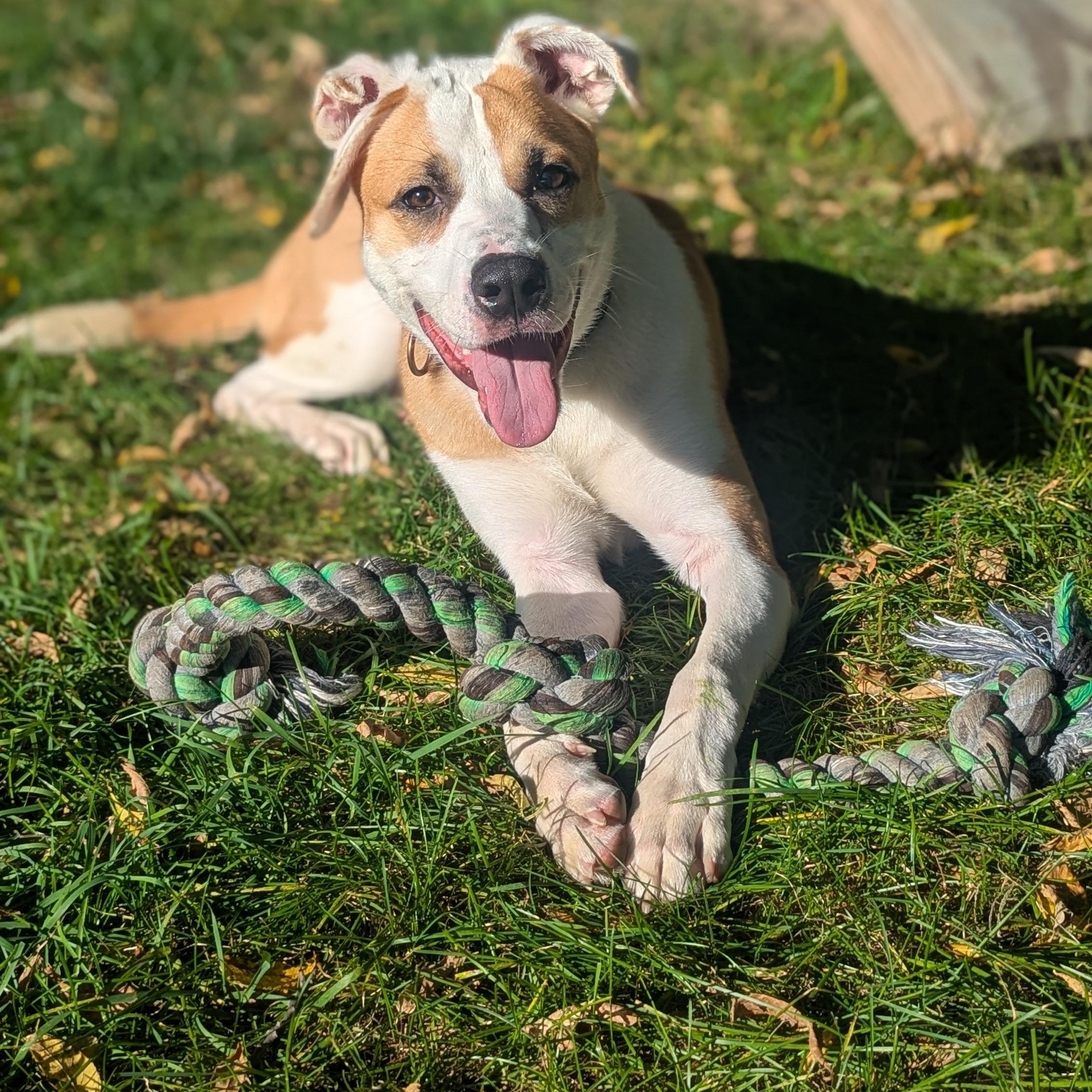 Enlarge Jack, a Adoptable mixed breed in Fenton, MI image 2/5