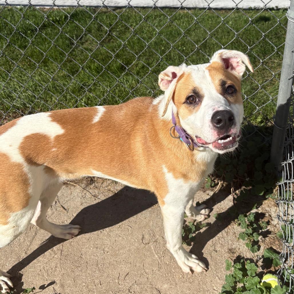 Enlarge Jack, a Adoptable mixed breed in Fenton, MI image 4/5