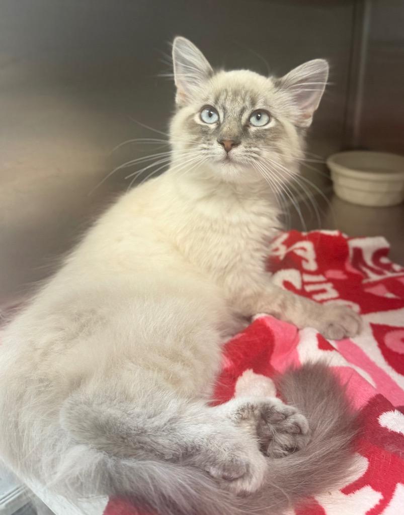 Washington, Adopted, Kitten Male Domestic Long Hair.